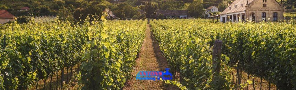 Trees You Should Avoid Planting Near Your Pipes